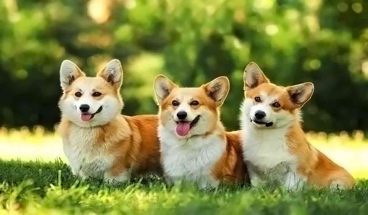 教育资源库的短信云呼轰炸
